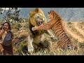 TIGRE vs LEON,el PODER del FELINO mas PODEROSO (UN Tigre VS Leones Esto Sucede)¿El felino más Letal?