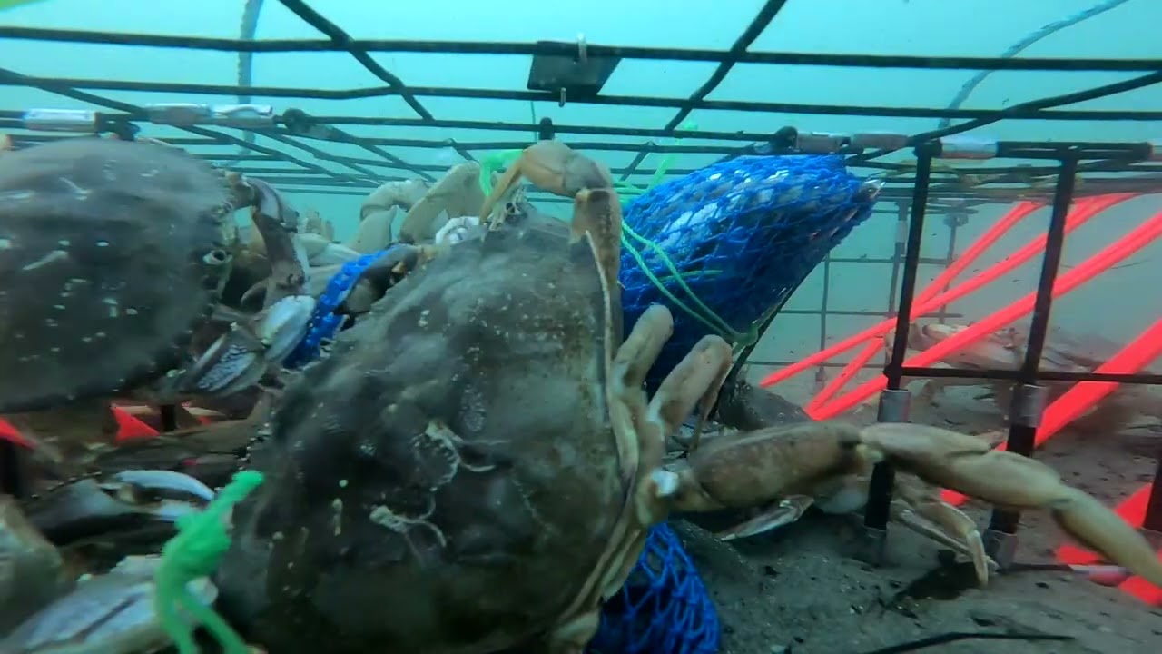 Coos Bay dungeness crab Dec 2025