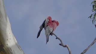 Luckily Capture Galah Parrot Relaxes Its Legs And Wings On The Tree
