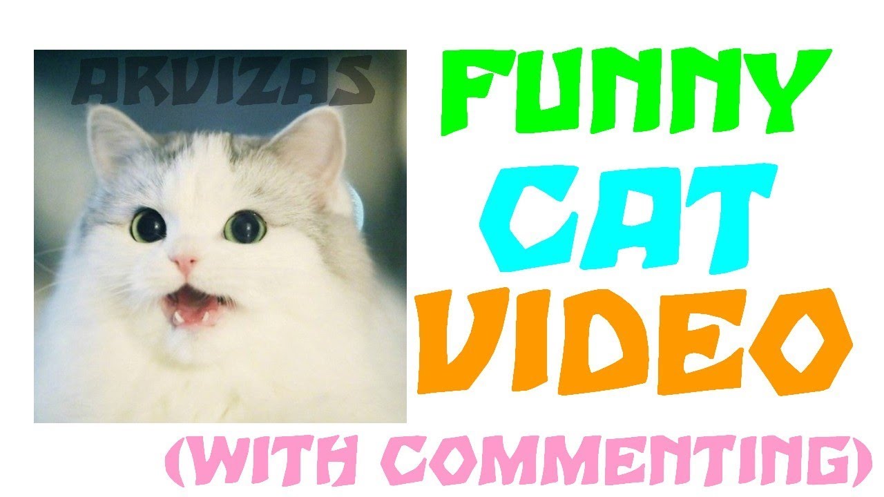 Funny cat momment 2019 arvizas commenting | Juokingas katinas | Humoro ...