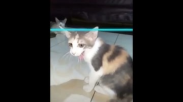 Cats Vs Time Warp filter || @kittishdraws .