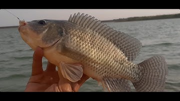 Câu cá tự nhiên, chở lại bãi câu huyền thoại, giật cá liên tục cá rô phi, cá trôi, hồ trị an