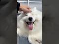 なでられて幸せそうなサモエド #サモエド #dog #サモエドスマイル #samoyed