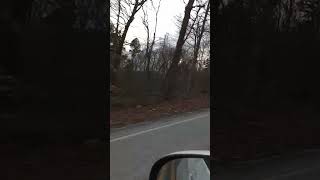 Albino deer in Southern Indiana (USA)
Spotted this beauty as I was driving by, so I turned around and captured a quick video clip of it before it ran off. Filmed in Harrison county near Corydon. Albino deer in Southern Indiana (USA)