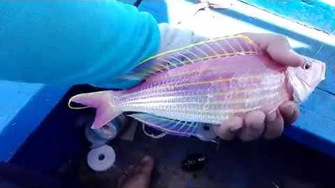 Câu cá biển Nha Trang - cá đổng quéo, đổng cờ