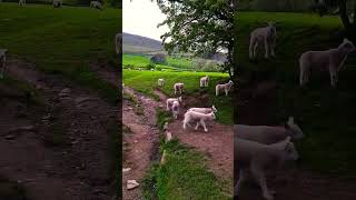 Little Friends 🐑❤️ Edale - Peak District Solo Traveler