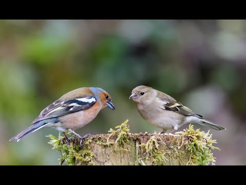 Видеозарисовка Зяблики весной(самец и самка)Finches in spring (male and female)
