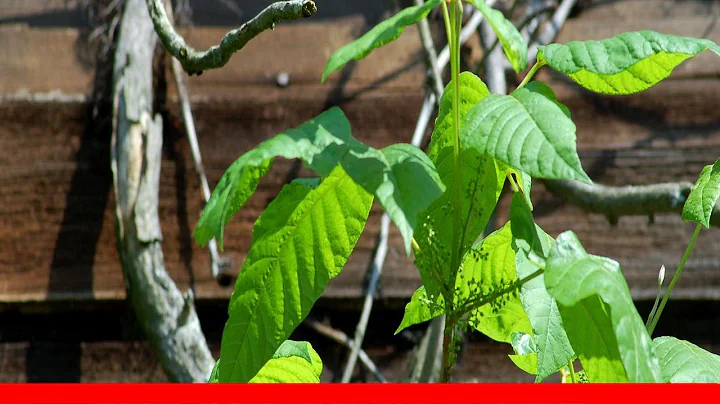 Poison Ivy Facts 🛋️