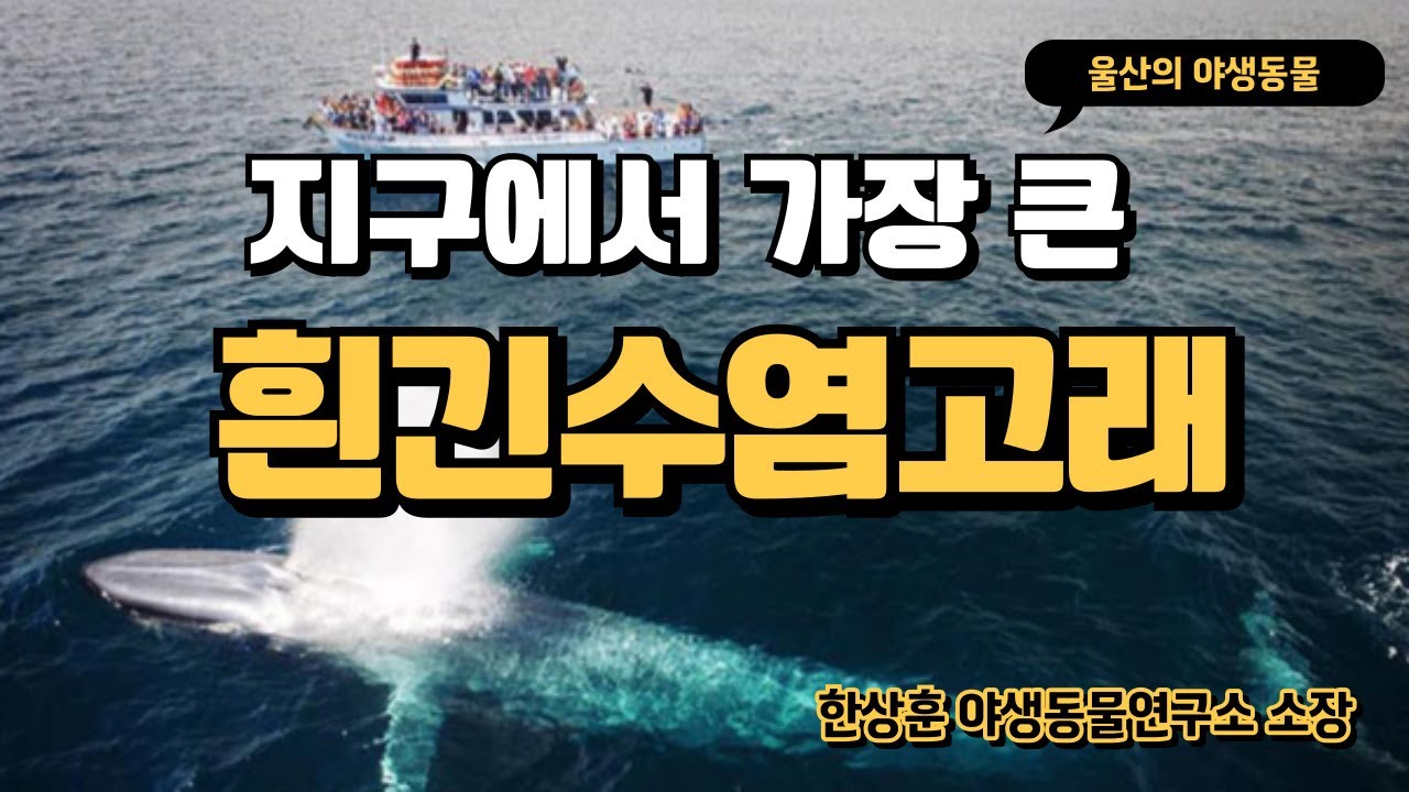 지구에서 가장 큰 야생동물, 흰긴수염고래