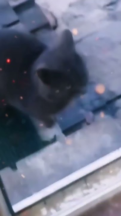 миляшки 🐱🤩🥺 - YouTube
