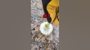 민들레를물에넣었더니?? #shorts #쇼츠#지식