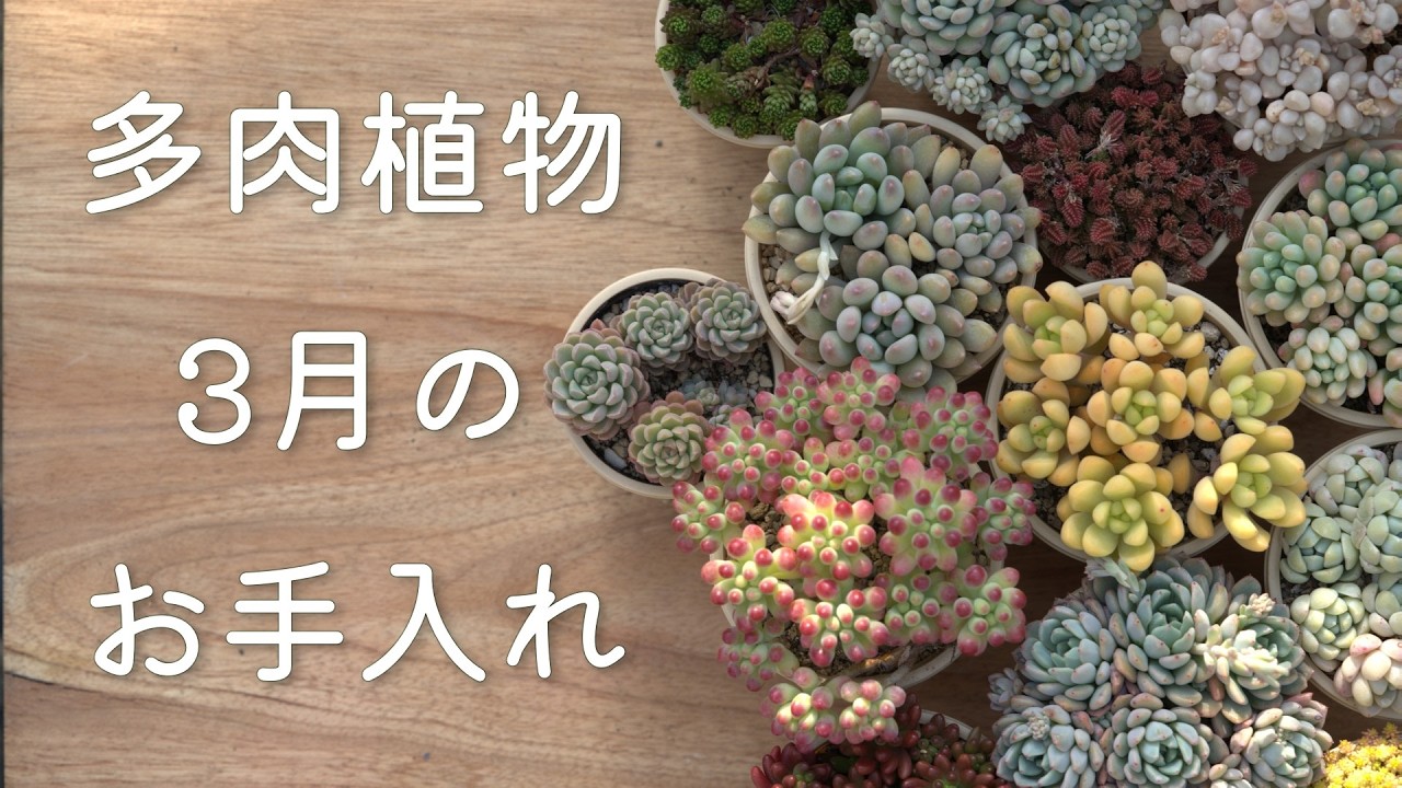 【季節が変わります】水やりや置き場所。増やすときの注意点。楽しいもたくさん！