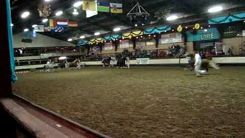 Hengsten show tolbert