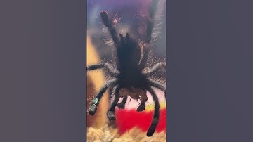 Tarantula #crickets #tarantulavscrickets #tarantulafeeding #tarantula