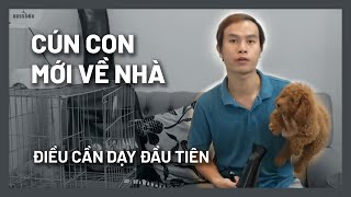 9 Điều Cần Làm - Chăm Sóc & Dạy Chó Con Ngày Đầu Tiên Về Nhà Bossdog