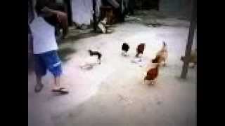 Galo Matando A Galinha Matheus Quintanilha