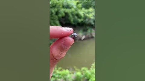 The EASIEST Way to Catch Catfish! #shorts