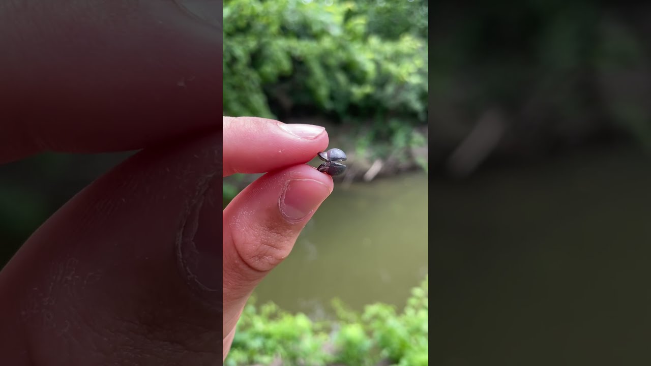 The EASIEST Way To Catch Catfish Shorts