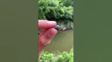 The EASIEST Way To Catch Catfish Shorts 