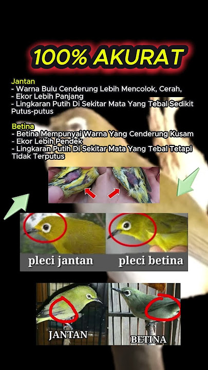 ciri ciri pleci jantan dan betina #pleci