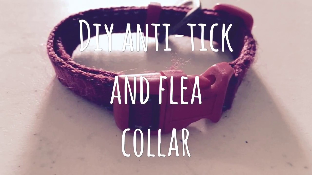 diy flea collar for dogs