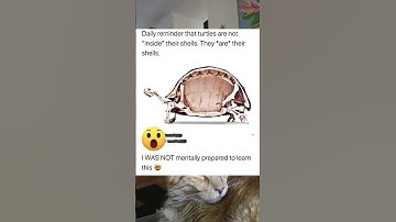 Daily reminder that turtles are not inside their shells they are their shells