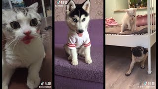 Thú cưng - Bạn nhất định phải nuôi một con | Funny pets | Try not lo laugh