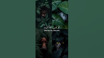 ارح سمعك مع لقارئ عبدالرحمن مسعد🎧 #عبدالرحمن_مسعد #تلاوة #القرآن #القران_الكريم #quran #islam #allah