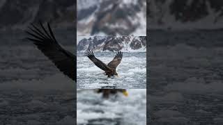 Steller’s Sea Eagle: The Giant Sea Eagle With a 2.5-Meter Wingspan! 🦅 #wildlife #birds