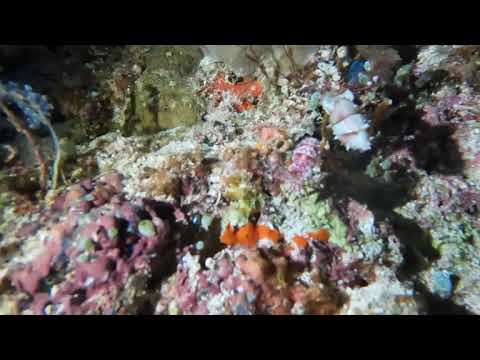 2 pygmy cuttlefish on Cape Kri, Raja Ampat