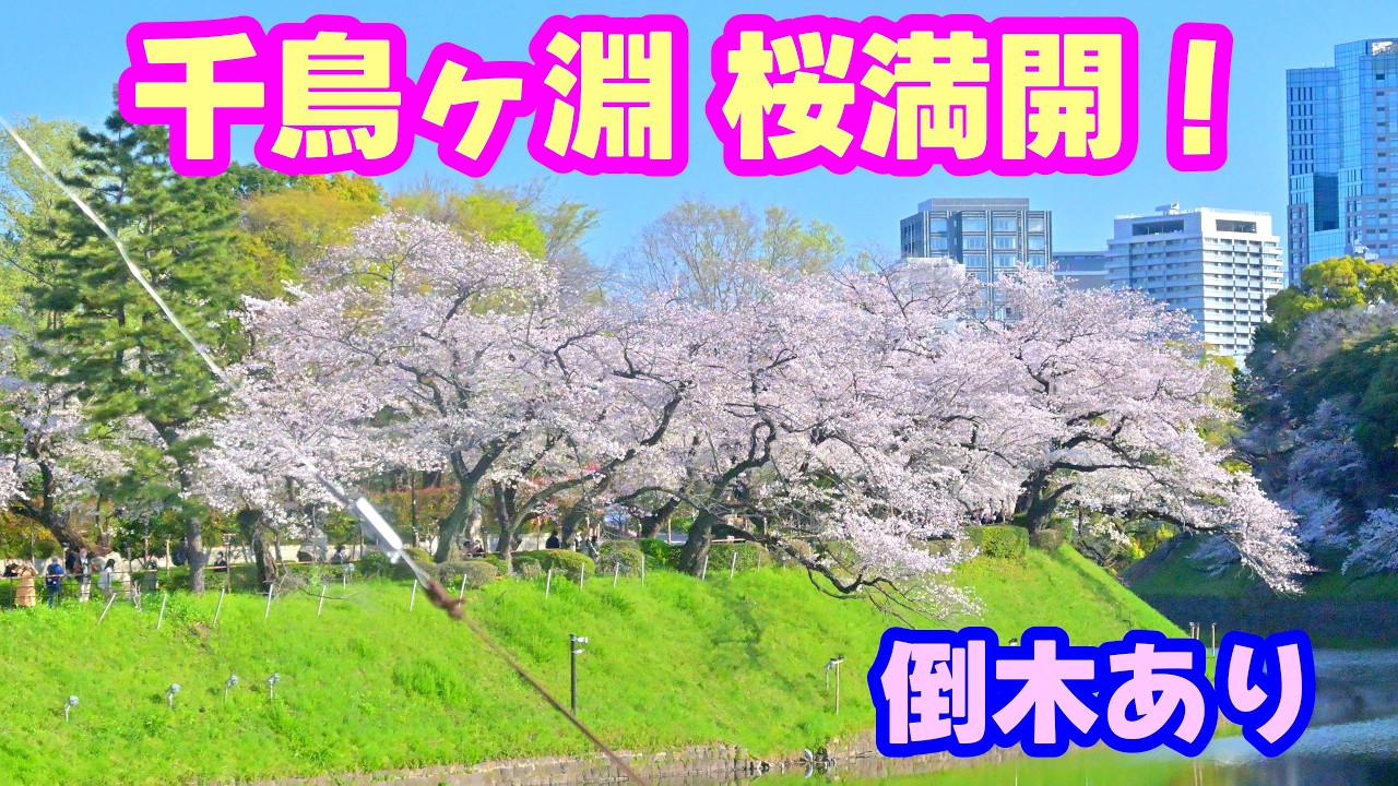 4K】桜満開！「千鳥ヶ淵」(倒木あり)2026 - YouTube