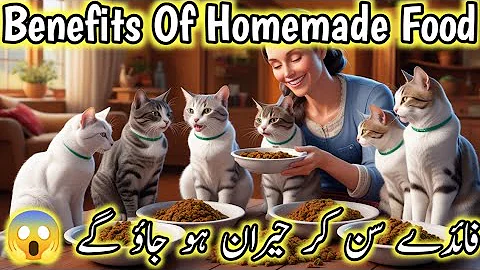 Video 7622081: persian cat food, persian cat home, persian kitten, healthy cat food