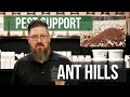 How do I get Rid of Ant Hills? | Pest Support