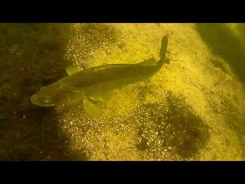 Βίντεο: Pike Perch Fish: ενδιαφέροντα γεγονότα και χρήσιμες ιδιότητες