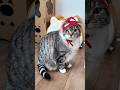 ネコーシュカを着てもらったら何故かりっちゃんのオケトゥが飛んできたでごわす🤣🤣🤣 #猫