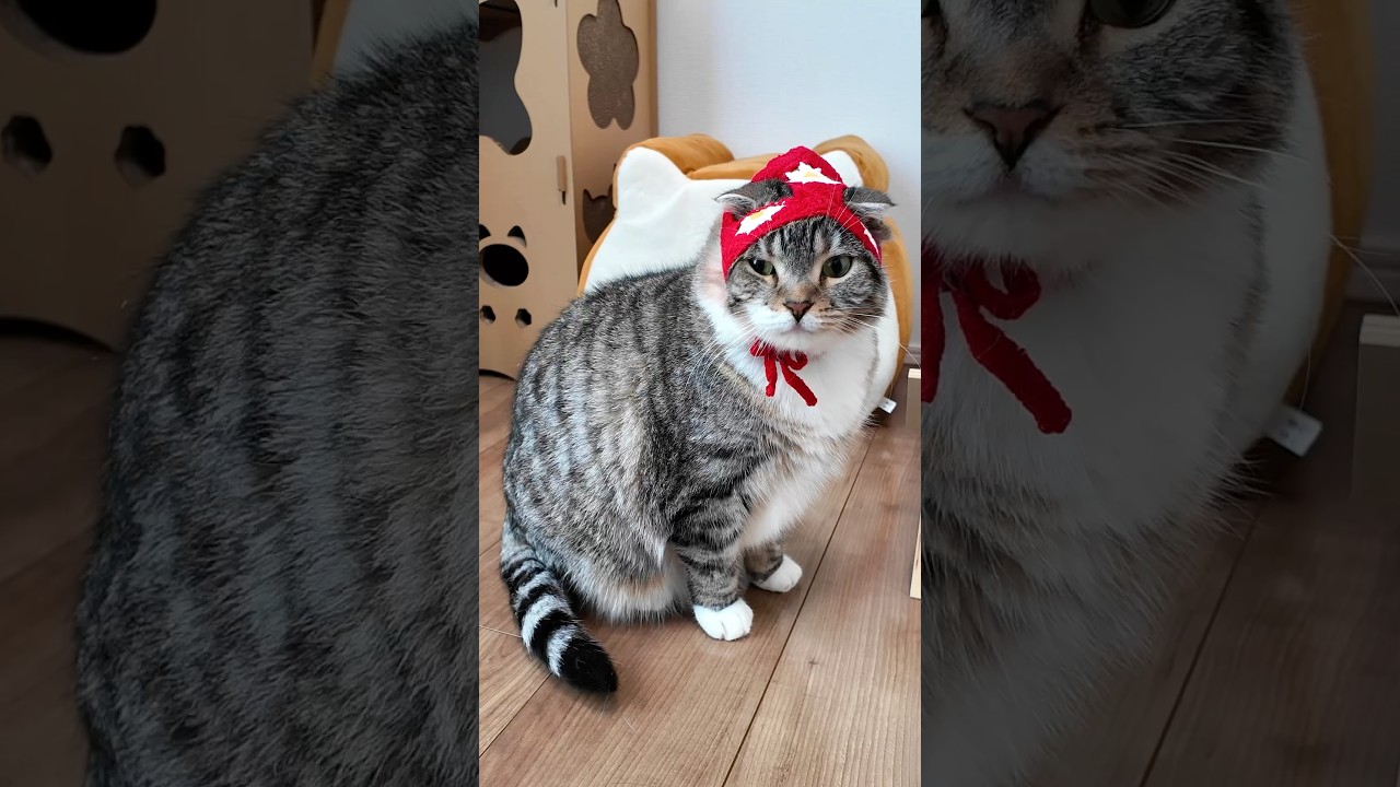 ネコーシュカを着てもらったら何故かりっちゃんのオケトゥが飛んできたでごわす🤣🤣🤣 #猫