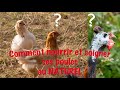 Comment nourrir et soigner ses poules au NATUREL ?