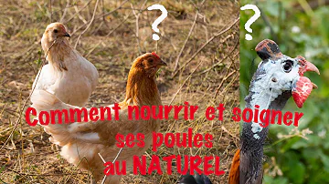 Comment faire manger une poule malade ?