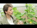 Защита растений в теплице от насекомых вредителей  Табачная дымовая шашка Гефест2