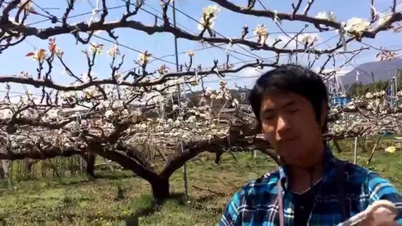 梨の花ってどんな花 花言葉の意味や開花の時期など 梨の花 を解説 暮らし の