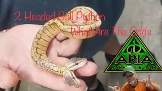 2 Headed Snake! Yep I Said It! 2 Headed Ball Python! Thriving! 💚