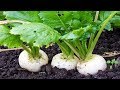 9 Of The Fastest Growing Veggies You Can Harvest In No Time