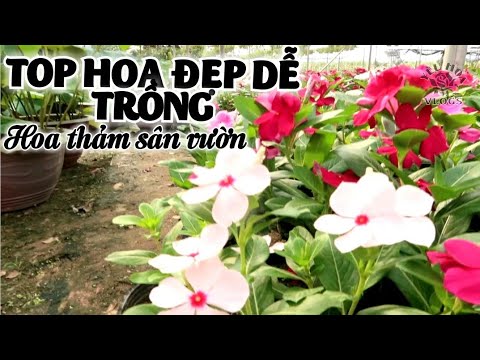 Video: Trồng Hoa Gì Trong Vườn?