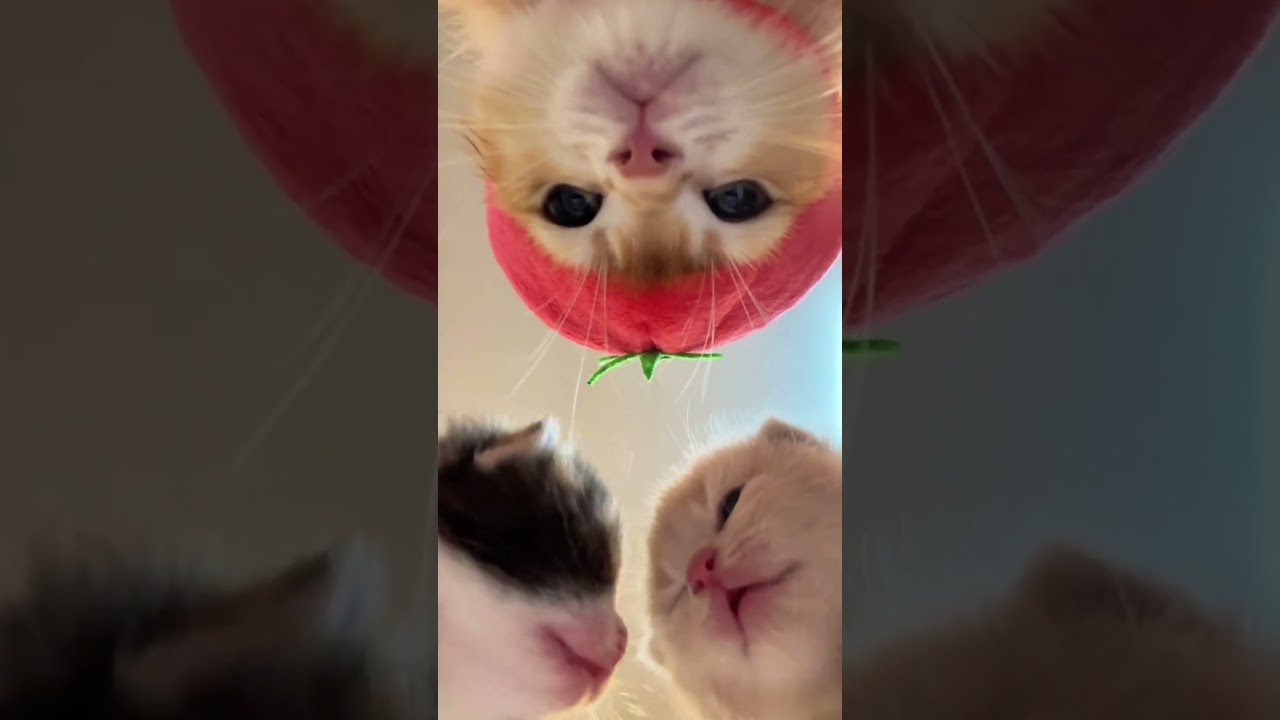 Look at these kittens😺 