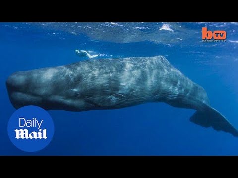 Tourists get close encounter as they swim with sperm whales - Daily ...