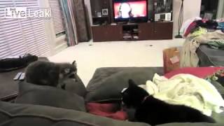 A Cat Scared As Sht Straszliwie Przerażony Kot