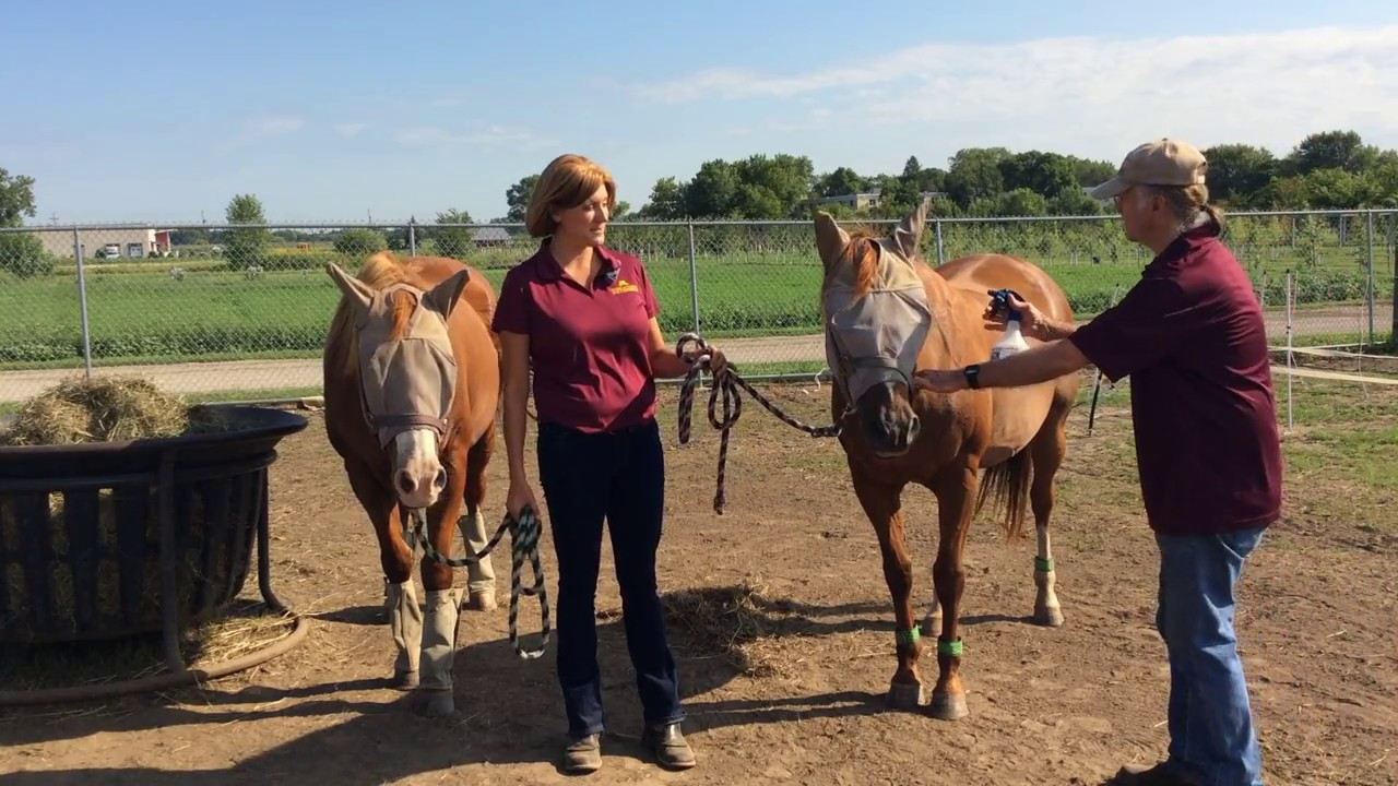 Fly Control for Horses - YouTube
