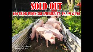 SOLD OUT 100 EKOR INDUK SGI AMERIKA F7, F8, F9 & F10 screenshot 5