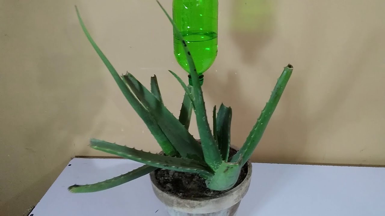 How to make bottle plant water dripper Plastic Bottle Drip Water Irrigation YouTube