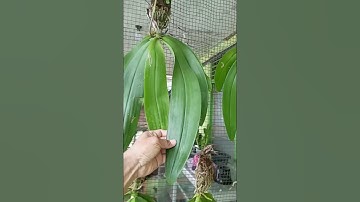 Amabilis javanicum maanorchidee, is er nog iets anders dat u aan uw collectie wilt toevoegen? WA 081553189426